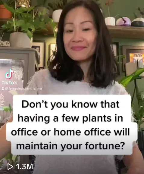 TikTok引领风水植物热潮：海外市场的消费新趋势与心理洞察