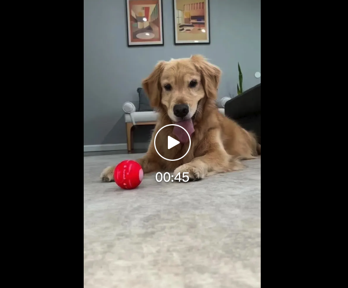 TikTok 引爆宠物经济：智能玩具球背后的机遇与挑战
